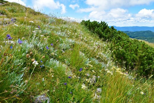 Alpine meadow with white yarrow (Achillea) and blue rampion (Phyteuma hemisphaericum) flowers at Sneznik mountain in Notranjska, Slovenia