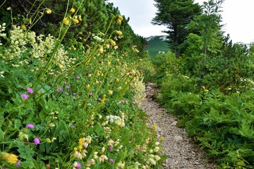 Wild garden with yellow melancholy thistle (Cirsium erisithales) and bladder campion (Silene vulgaris) flowers next to a trail leading to Sneznik mountain in Notranjska, Slovenia