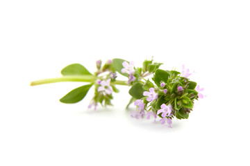 Fresh thyme herb sprig isolated on white background