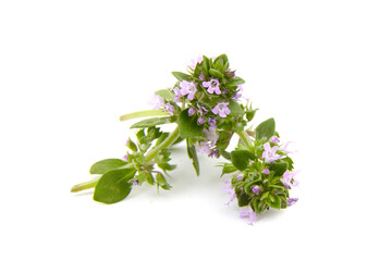 Fresh blooming thyme herb isolated on white background