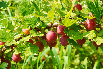 Red gooseberry on a branch on green leaves background	