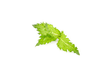 Fresh mint leaves isolated on white background. Green curly mint