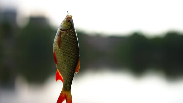 Close-up crucian carp hanging on fishing rod hook with blurred lake at dusk at background. Freshwater fish outdoors in the evening in twilight. Fishing catch and hobbies concept