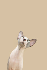 Funny portrait sphynx cat tilting head side. Isolated on beige brown background