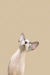 Fototapeten Funny portrait sphynx cat tilting head side. Isolated on beige brown background © Sandra