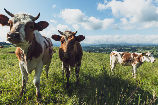 Herd of cows in green meadow at summer