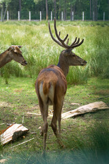 Fototapeta premium Spotted deer in the enclosure of Belovezhskaya Pushcha. They walk around the aviary.