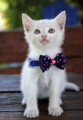 White kitten with colorful bow - 519543544
