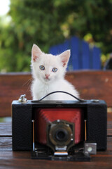 White cat with old red camera - 519543545