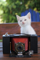White cat with old camera - 519543546