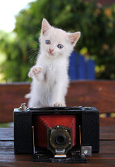 White cat with red old camera - 519543547