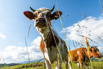 Funny cow looking at camera on green grass