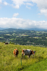 Fototapeta premium Traditional cow pasture in Poland, Podhale region at summer