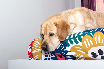 Un perro descansa tumbado en la cama