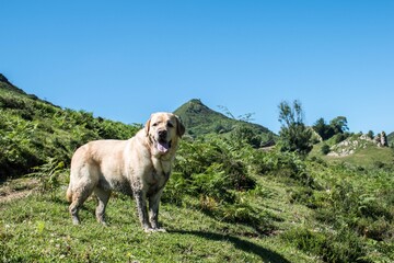 Obraz premium Un perro embarrado disfruta de la montaña 