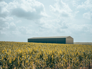 un hangar agricole au limieu d'un champ de maïs