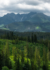 Lush forest and high Tatra Mountains range in Poland near Zakopane
