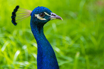 Paon bleu Pavo cristatus, République Dominicaine