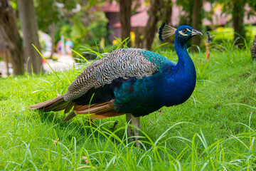Fototapeta premium Paon bleu Pavo cristatus, République Dominicaine