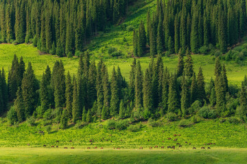 cypress forest in the mountains