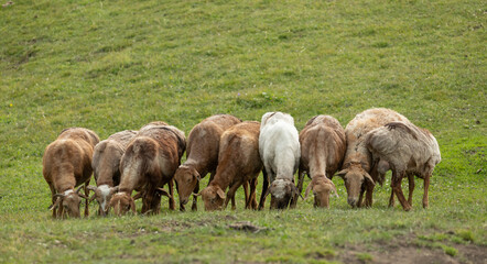 Naklejka na ściany i meble flock of sheep on grassland