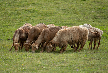 Fototapeta na wymiar flock of sheep on grassland