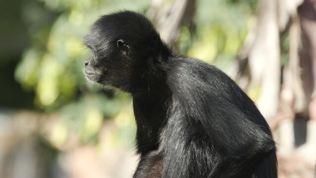 A black-headed spider monkey sitting in a jungle enclosure at a zoo. Close up, turning to face the camera.