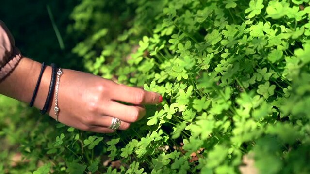 Close-up of a girl's hand plucking a clover leaf in slow motion