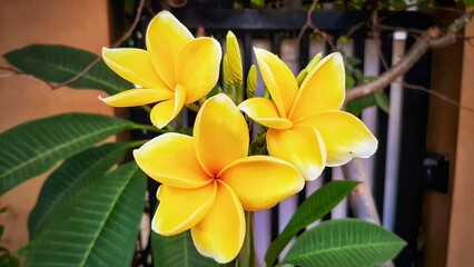 Yellow frangipani flowers. The color is so bright, and beautiful.
