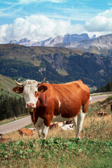 Fototapeta na wymiar cows on a mountain pasture