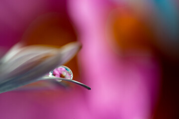 flower with dew dop - beautiful macro photography with abstract bokeh background...................