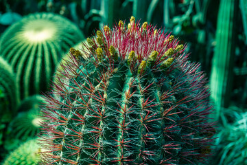 giant flowering cactus. Cactus in the process of flowering.