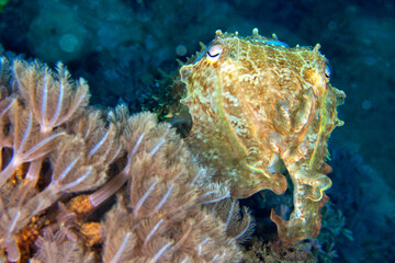 Cuttlefish, Broaoclub Cuttlefish, Sepia latimanus, Lembeh, North Sulawesi, Indonesia, Asia