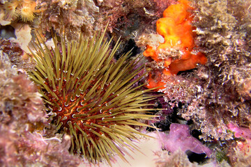 Naklejka na ściany i meble Sea Urchin, Paracentrotus lividus, Cabo Cope Puntas del Calnegre Regional Park, Mediterranean Sea, Murcia, Spain, Europe