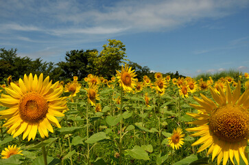 満開のヒマワリ　ヒマワリ　向日葵　