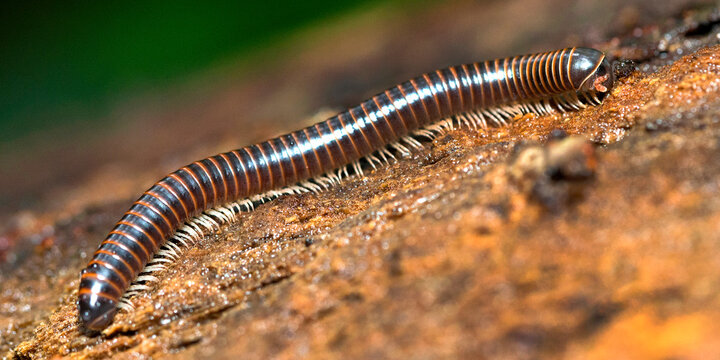 Millipede, Diplopoda, Tropical Rainforest, Marino Ballena National Park, Uvita de Osa, Puntarenas, Costa Rica, Central America, America