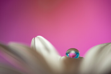 flower with dew dop - beautiful macro photography with abstract bokeh background.........................