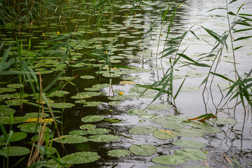 Unbloomed yellow water lilies with huge green leaves in green grass on the shore of a lake during the golden hour of summer