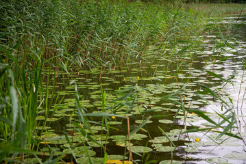 Unbloomed yellow water lilies with huge green leaves in green grass on the shore of a lake during the golden hour of summer