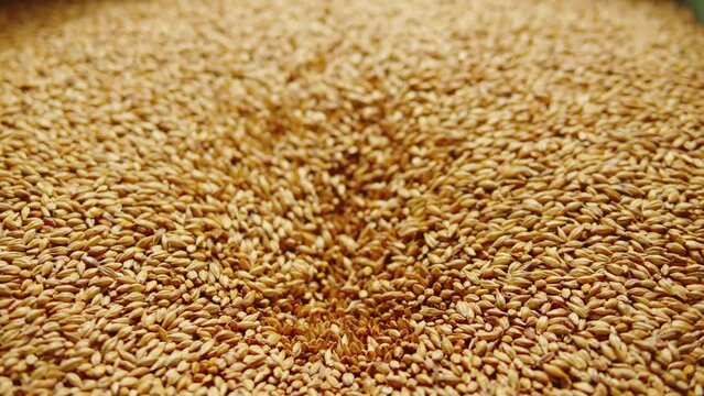 Craft beer production factory, brewery manufacture. Barley malt grains in conveyor close-up. Brewing, cooking alcohol in metal vats bottles.