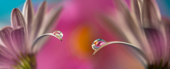flower with dew dop - beautiful macro photography with abstract bokeh...