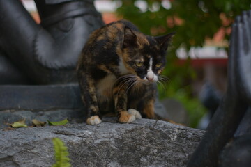 cat in the garden