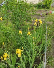 Yellow irises in the garden.