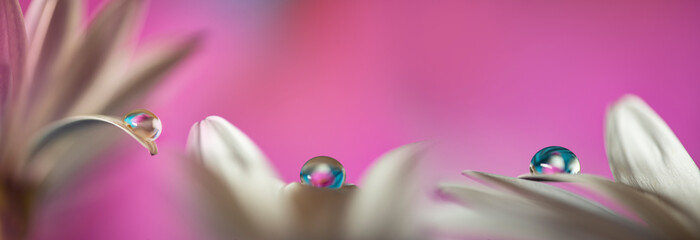flower with dew dop - beautiful macro photography with abstract bokeh background