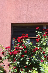 Fototapeta na wymiar Beautiful pink roses in the garden. Selective focus.