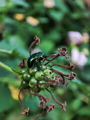 Close-up of Chrysochus auratus (dogbane beetle) with blurred background