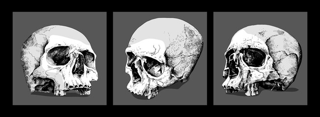 Three Skulls without lower jaw. Set collection. Hand drawn style print. Vector illustration.
