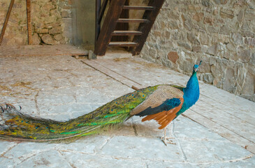 Naklejka premium Peacock bird. Incredibly beautiful representative of wildlife in captivity. Quality image for your project