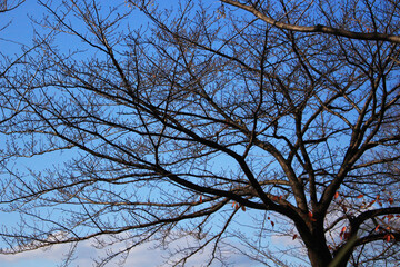 ほとんど葉っぱが落ちた木と、青空の写真　アジア　日本