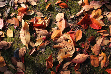 色とりどりの落ち葉に光が差した写真　アジア　日本